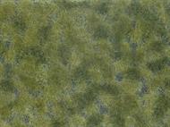 Bodendecker-Foliage mittelgrün