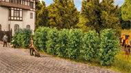 Thuja-Hecke