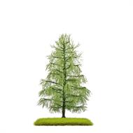 Lärche Sommer 140 mm H0/TT