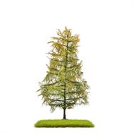 Lärche Spätsommer 140 mm H0/T